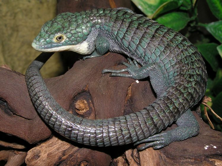 What are examples of Reptilia?