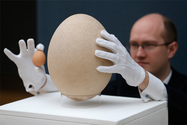 Christie's specialist James Hyslop holds a chicken egg next to a pre-17th century, sub-fossilised Elephant Bird egg in London