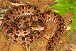 Protobothrops mucrosquamatus, brown spotted pit viper