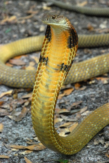 Ophiophagus hannah, king cobra