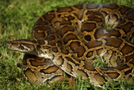 Python bivittatus, Burmese python
